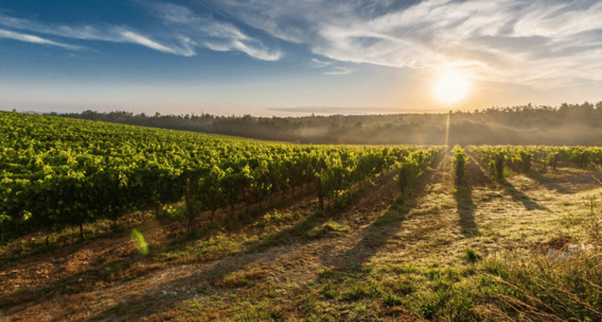 Heb je al gehoord van Malbec? Lees dit artikel!